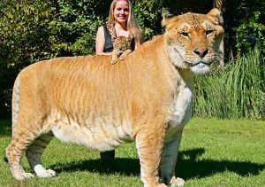 Liger